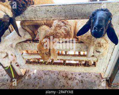 Schafherde im Stall, die darauf warten, gefüttert zu werden. Stockfoto