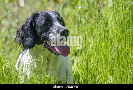 Ein sechs Monate alter, schwarz-weißer englischer Springer Spaniel an einem Sommertag auf einem Grasfeld Stockfoto