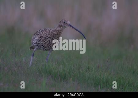 Curlew Numenius arquata ist hier auf den North Yorkshire Moors zu sehen, dem Brutplatz in Großbritannien. Stockfoto