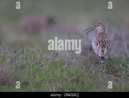 Curlew Numenius arquata ist hier auf den North Yorkshire Moors zu sehen, dem Brutplatz in Großbritannien. Stockfoto