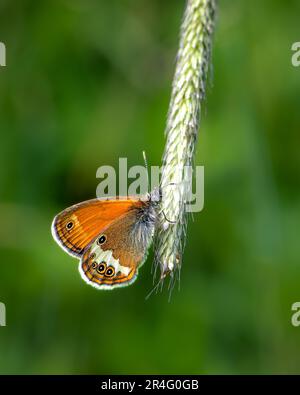 Brauner Schmetterling auf grün verschwommenem Hintergrund, Nahaufnahme eines Schmetterlings Stockfoto