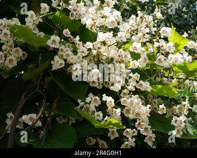 Nahaufnahme weißer Blüten des Katalpa-Baumes Stockfoto