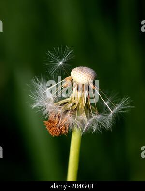 Frühlingsbild des Löwenzahns auf grünem, verschwommenem Hintergrund, detailliertes Bild des Löwenzahns Stockfoto