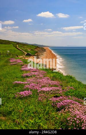 Die Springklippen am Burton Bradstock an der Jurassic Coast sind mit bunten, zerklüfteten und rosa Blüten bedeckt (Armeria maritima), Dorset, England, Großbritannien Stockfoto