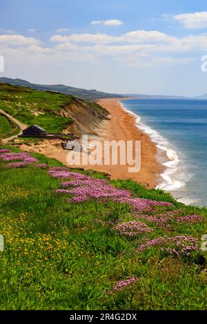 Die Springklippen am Burton Bradstock an der Jurassic Coast sind mit bunten, zerklüfteten und rosa Blüten bedeckt (Armeria maritima), Dorset, England, Großbritannien Stockfoto