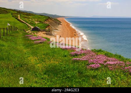 Die Springklippen am Burton Bradstock an der Jurassic Coast sind mit bunten, zerklüfteten und rosa Blüten bedeckt (Armeria maritima), Dorset, England, Großbritannien Stockfoto