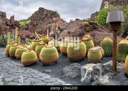 Ein Landschaftsbild eines Gartens aus runden Kaktuspflanzen, die auf vulkanischem Boden wachsen. Stockfoto