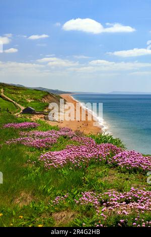 Die Springklippen am Burton Bradstock an der Jurassic Coast sind mit bunten, zerklüfteten und rosa Blüten bedeckt (Armeria maritima), Dorset, England, Großbritannien Stockfoto