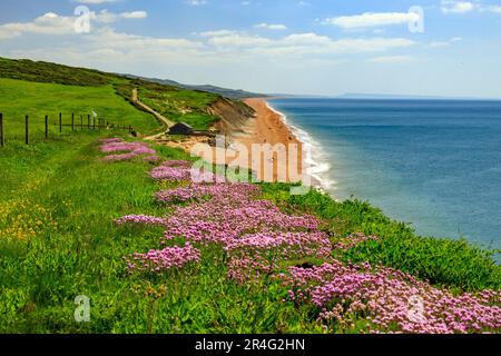 Die Springklippen am Burton Bradstock an der Jurassic Coast sind mit bunten, zerklüfteten und rosa Blüten bedeckt (Armeria maritima), Dorset, England, Großbritannien Stockfoto