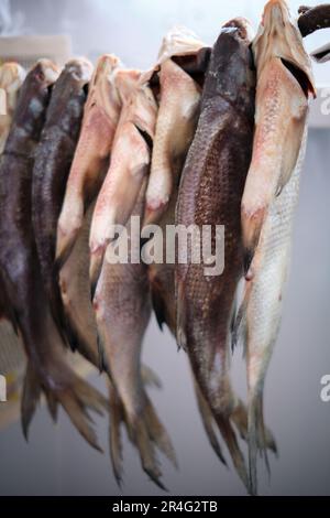 Eine Menge Salzschabe trocknet an Stockfoto