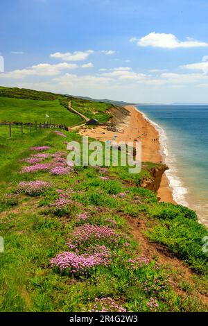 Die Springklippen am Burton Bradstock an der Jurassic Coast sind mit bunten, zerklüfteten und rosa Blüten bedeckt (Armeria maritima), Dorset, England, Großbritannien Stockfoto