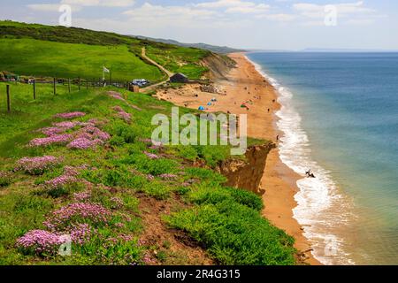 Die Springklippen am Burton Bradstock an der Jurassic Coast sind mit bunten, zerklüfteten und rosa Blüten bedeckt (Armeria maritima), Dorset, England, Großbritannien Stockfoto