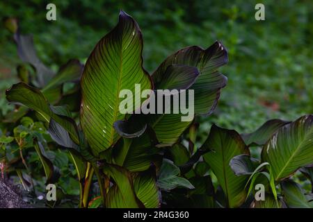Gruppenhintergrund dunkelgrüner tropischer Blätter (Monstera, Palme, Kokosnussblätter, Farn, Palmenblätter, Bananeaf) Panorama-Hintergrund. Naturbegriff Stockfoto