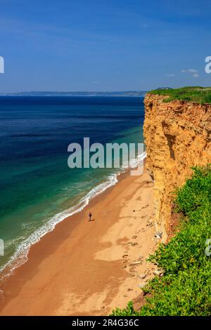 Die Springklippen am Burton Bradstock an der Jurassic Coast sind mit bunten, zerklüfteten und rosa Blüten bedeckt (Armeria maritima), Dorset, England, Großbritannien Stockfoto