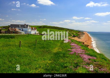 Die Springklippen am Burton Bradstock an der Jurassic Coast sind mit bunten, zerklüfteten und rosa Blüten bedeckt (Armeria maritima), Dorset, England, Großbritannien Stockfoto