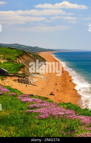 Die Springklippen am Burton Bradstock an der Jurassic Coast sind mit bunten, zerklüfteten und rosa Blüten bedeckt (Armeria maritima), Dorset, England, Großbritannien Stockfoto