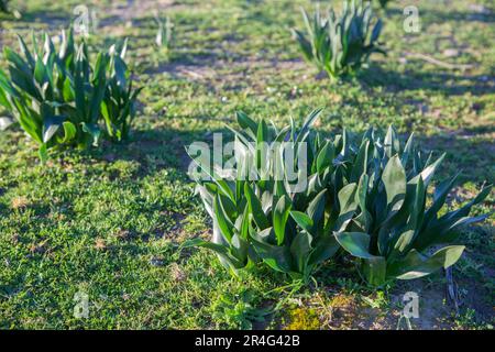 Pflanze von Drimia maritima oder Squill. Aus dem Boden geschossen, an einem kalten Wintermorgen, Badajoz, Spanien Stockfoto