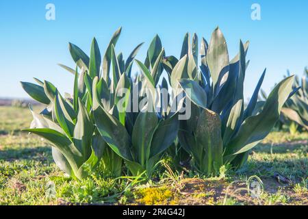 Pflanze von Drimia maritima oder Squill. Aus dem Boden geschossen, an einem kalten Wintermorgen, Badajoz, Spanien Stockfoto