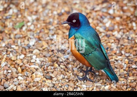 Hervorragende Spreo Starling (Glanzstare Superbus) Stockfoto