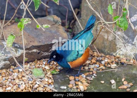 Hervorragende Spreo Starling (Glanzstare Superbus) Stockfoto