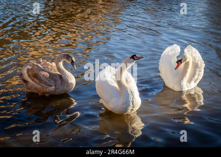 Erwachsene stummen Schwäne mit Cygnet auf dem Fluss Great Ouse in Ely Stockfoto