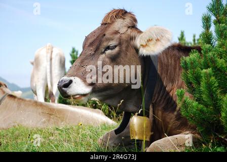 Kuh mit Kuhglocke in den alpen Stockfoto