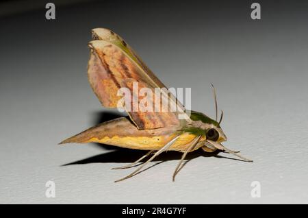 Green Pergesa Hawk Moth, Pergesa acteus, Klungkung, Bali, Indonesien Stockfoto