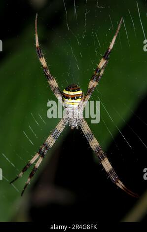 Weibliche St. Andrew's Cross Spider, Argiope Versicolor, im Internet, Klungkung, Bali, Indonesien Stockfoto