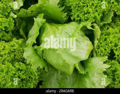 Eisberggrün Salat Farm frische Blätter Bio Curly Lactuca sativa capitata Eisernte Blattbauer frisch wachsender Bio erntet Gemüse Frühlingsstiel Stockfoto