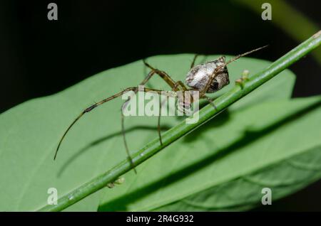 Trungle-Web Spider, Theridiidae Family, on plant, Klungkung, Bali, Indonesien Stockfoto