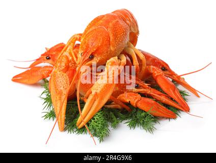 Haufen roter Hummer mit Dillgarnierung isoliert auf weißem Hintergrund Stockfoto