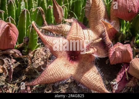 Stapelia gigantea ist eine Art Blütenpflanze der Gattung Stapelia der Familie Apocynaceae. Gebräuchliche Namen sind Zulu-Riese und Aas Stockfoto