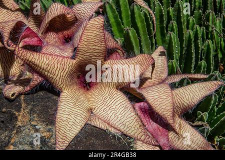 Stapelia gigantea ist eine Art Blütenpflanze der Gattung Stapelia der Familie Apocynaceae. Stockfoto