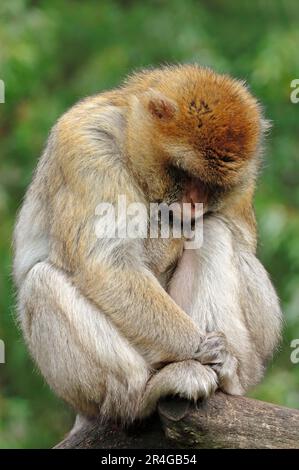 Berbermakaken (Macaca sylvanus), Männlich (Macaca sylvana) Stockfoto