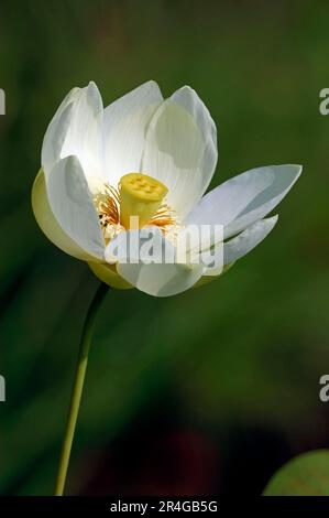 Ostafrikanischer Lotus (Nelumbo nucifera), blüht Stockfoto