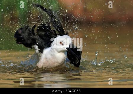 Schwarzflügelstiel (Himantopus himantopus), Baden Stockfoto