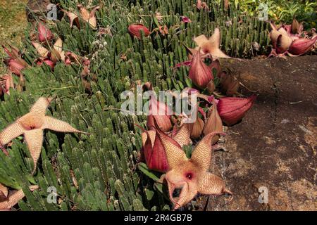 Stapelia gigantea ist eine Art Blütenpflanze der Gattung Stapelia der Familie Apocynaceae. Gebräuchliche Namen sind Zulu-Riese und Aas Stockfoto