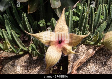 Stapelia gigantea ist eine Art Blütenpflanze der Gattung Stapelia der Familie Apocynaceae. Gebräuchliche Namen sind Zulu-Riese und Aas Stockfoto