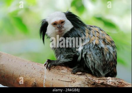 Weißwedelhaar, Weißwedelhaar, Geoffroys Bürstenaffe, Weißkopfhaar (Callithrix geoffroyi), Weissbueschelaef Stockfoto