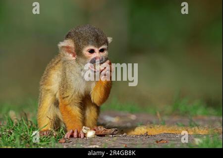 Schwarzkopfaffe, Junges, Schwarzkappenaffe (Saimiri boliviensis), Eichhörnchenaffe, bolivianischer Eichhörnchenaffe Stockfoto