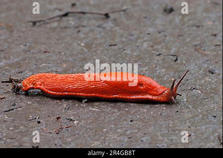 Rote Schnecke (Arion rufus), Nordrhein-Westfalen, rote Schnecke, große Schnecke, freistehend, Deutschland Stockfoto