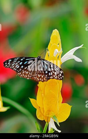 Dunkelblauer Tiger (Tirumala septentrionis), Schwarzer Tiger Stockfoto