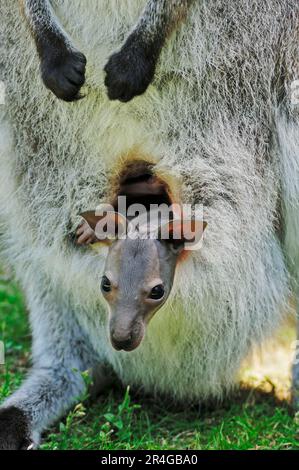 Rothalswallaby (Macropus rufogriseus), joey, Bennetts Wallaby Stockfoto