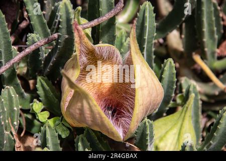 Stapelia gigantea ist eine Art Blütenpflanze der Gattung Stapelia der Familie Apocynaceae. Gebräuchliche Namen sind Zulu-Riese und Aas Stockfoto