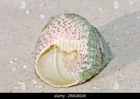 Kreiselschnecke (Tectus pyramis), spitzer Kreiselschnecke, Schneckenschnecke, Schneckenschneckenschnecke Stockfoto