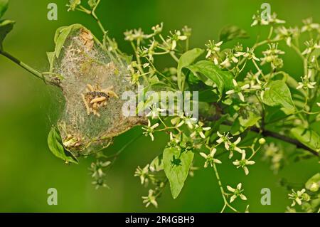 Spindelminze (Yponomeuta cagnagella), Raupen, auf europäischer Spindel (Euonymus europaeus), Nordrhein-Westfalen (Euonymus europaea) Stockfoto