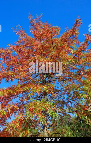 Scharlacheiche (Quercus coccinea) im Herbst, Nordrhein-Westfalen, Deutschland Stockfoto