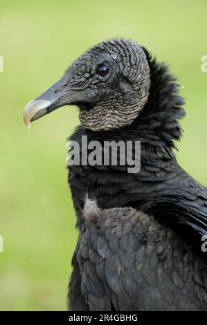 Mönchsgeier (Coragyps Atratus), Everglades-Nationalpark, Florida, USA Stockfoto