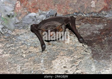 Schwarzbärtige Grabfledermaus, Rajasthan, Indien (Taphozous Melanopogon), Schwarzbärtige Schwalbenschwanz-Fledermaus Stockfoto