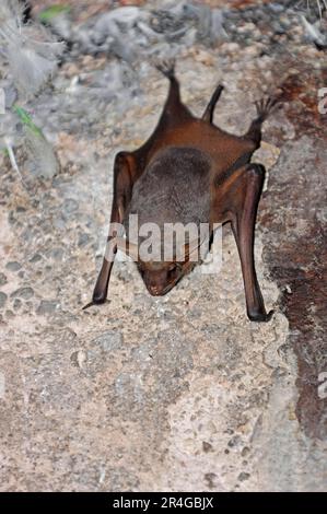 Schwarzbärtige Grabfledermaus, Rajasthan, Indien (Taphozous Melanopogon), Schwarzbärtige Schwalbenschwanz-Fledermaus Stockfoto